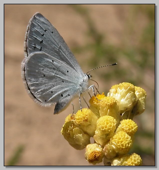 Celastrina argiolus e Polyommatus icarus